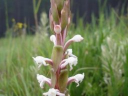 Satyrium longicauda var. longicauda bracts pointing up and down